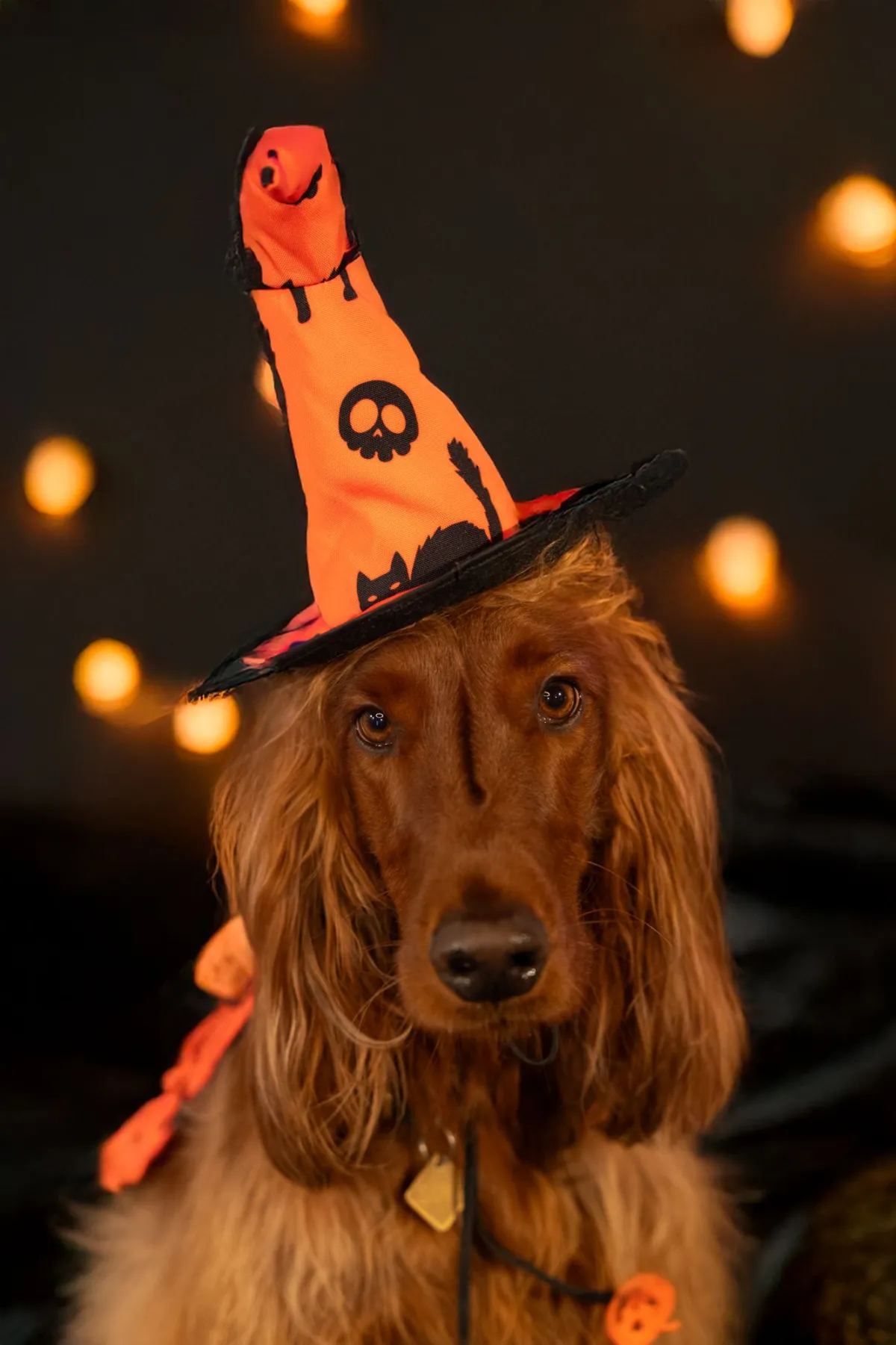 Red setter in an orange witch's hat in front of warm fairy lights