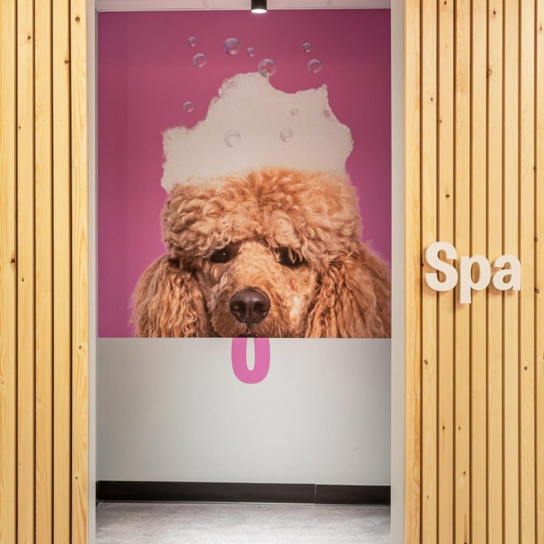 image of dog grooming facility